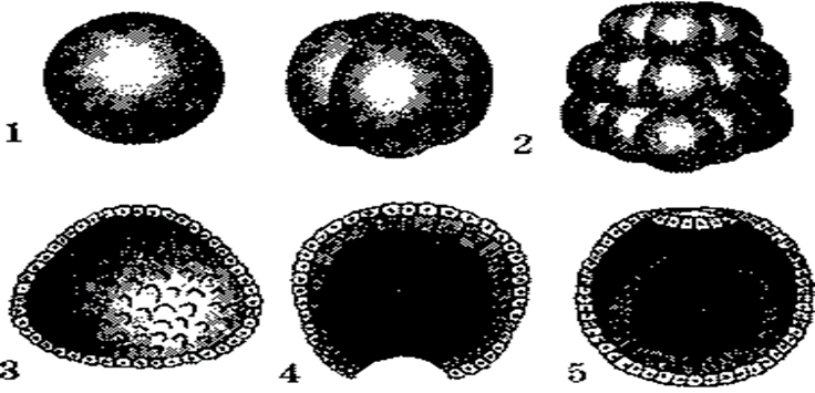 0300xa37-c2d0-736x355.png