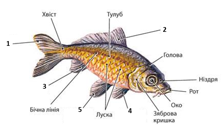 Рисунок внешнего строения рыбы