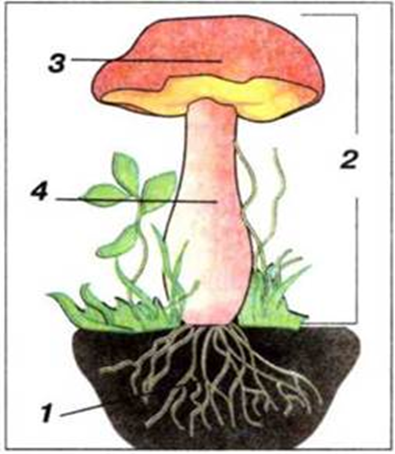 Части гриба 2 класс окружающий мир