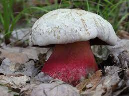 Світ грибів України » Rubroboletus satanas