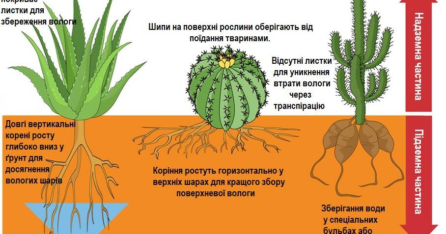Біологія 6 клас. Рік | Вебквест. Біологія