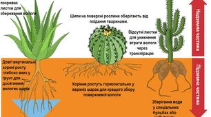 Біологія 6 клас. Рік