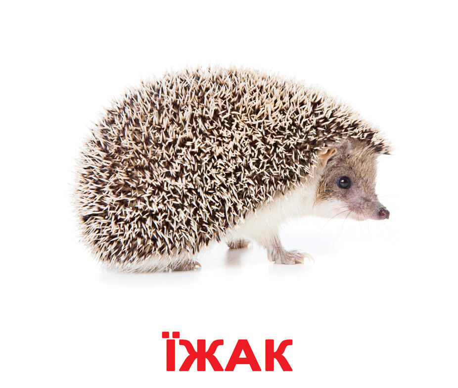 0300xntl-dbc8-926x784.jpg