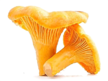0300xoya-91a1-108x81.png