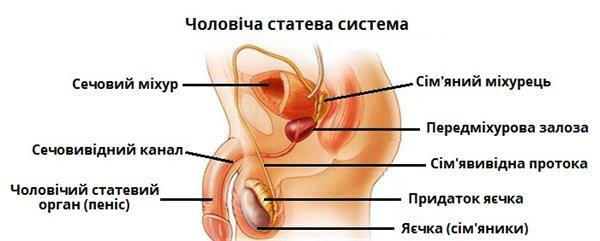 чоловіча статева система.jpg