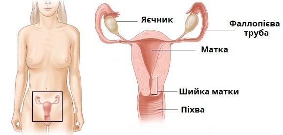 Жіноча підписи1.jpg