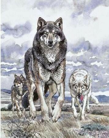 0300xwlr-fa01-356x452.jpg