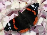 0300xwnf-7b06-160x120.jpg
