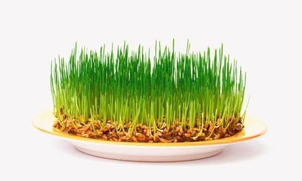 Пророщена пшениця: користь і шкода, поради лікарів, відгуки