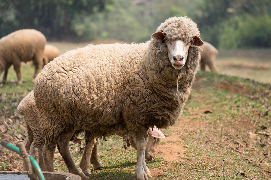 How Many Sheep Are There (US and Worldwide Statistics in 2022) | Pet Keen