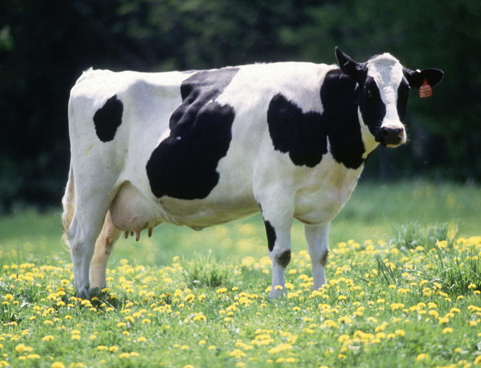 Bestand:Cow female black white.jpg - Wikipedia