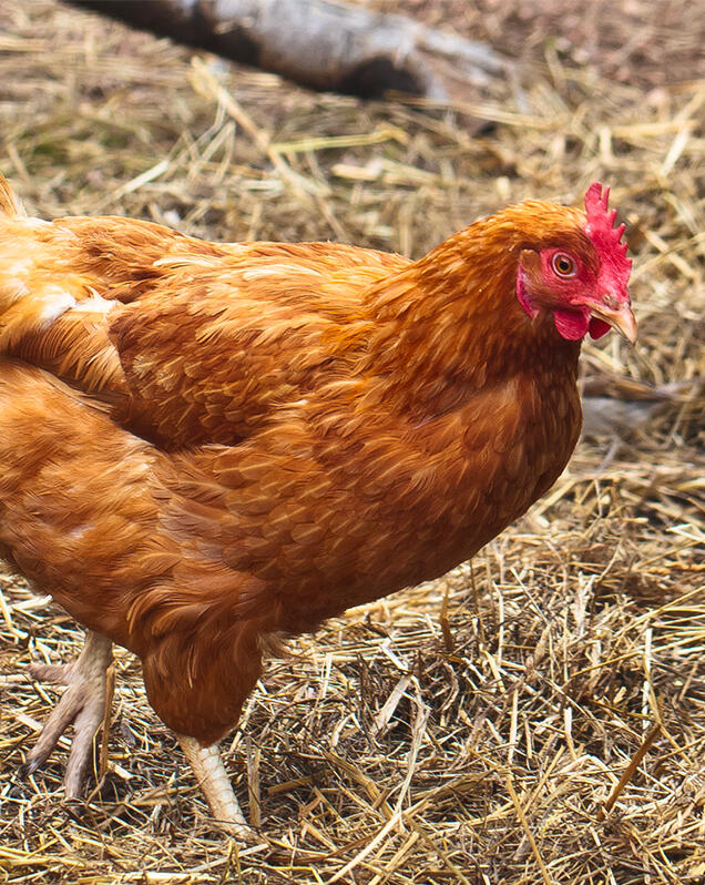 Domestic Chicken - Lincoln Park Zoo