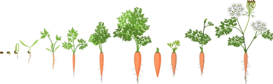 0300yary-8622-940x291.png