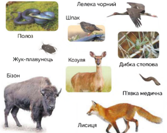 0300yetu-d2df-342x272.png