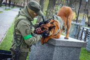 Україну боронять від російських окупантів не лише військові: тварини на службі ЗСУ