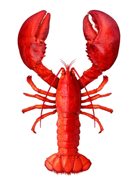 0300yqwd-74d3-280x372.png