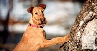 Why Don't Dogs Climb Trees? – The Honest Kitchen