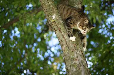 A Cute Cat Trying To Climb Down From A High Tree Branch. by ALICIA BOCK