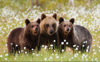 The Three Bears: Hold The Goldilocks! | Unbound