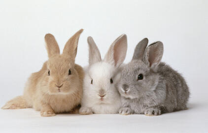 Say Rabbit Three Times on First Day of Month | PEOPLE.com