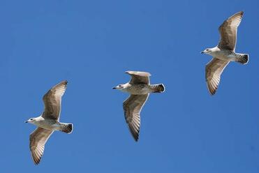 Birds can fly but we don't. Why? - Kidpid