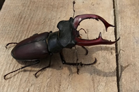 0300z67b-f147-203x135.png