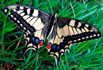 0300z685-d086-201x137.png