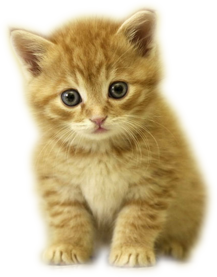 0300z6lz-937a-424x540.png