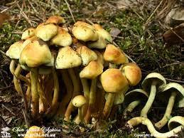 Світ грибів України » Hypholoma fasciculare, Опеньок несправжній сірчано-пластинчастий