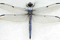 0300zh0d-13c0-201x135.png
