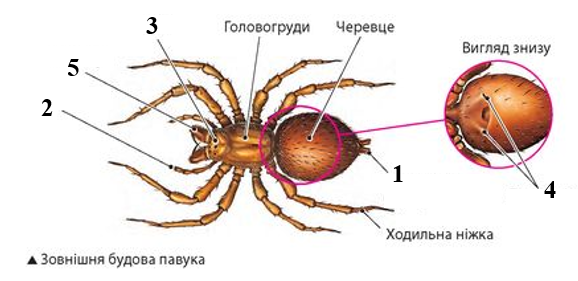 0300zimb-d0e8-578x281.png