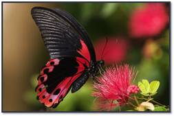 0300zotd-a090-253x169.jpg