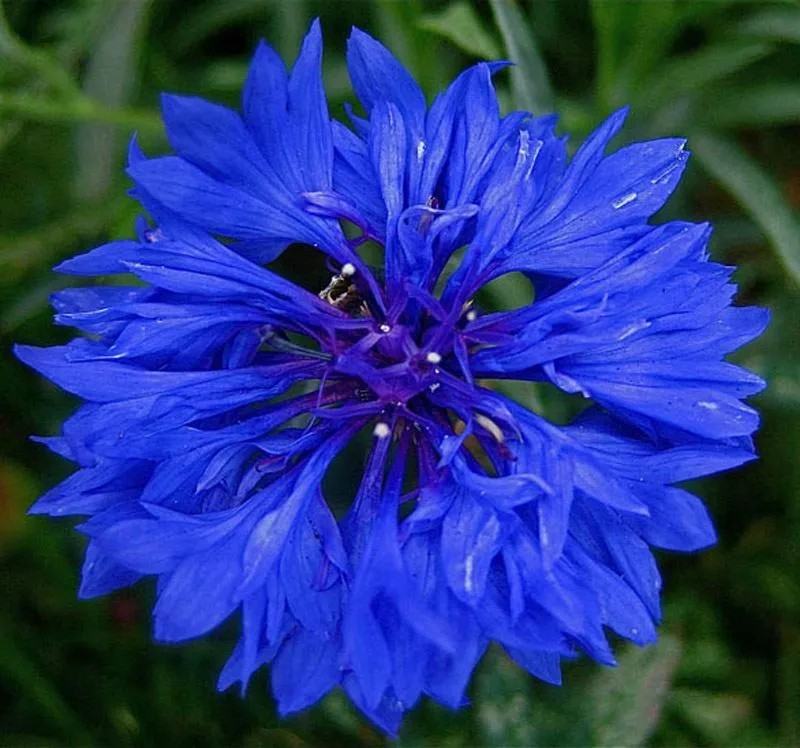 0300zu6o-c349-800x748.png