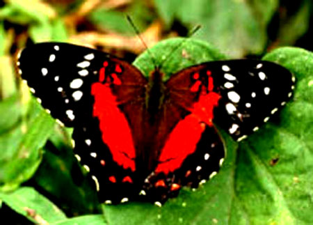 0300zuam-6f31-450x323.png