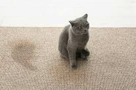 Warum pinkelt die Katze überall hin? Mögliche Ursachen - katzenwelt.net