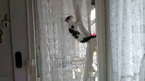 Sternenkatze Candy klettert die Gardine hoch - YouTube