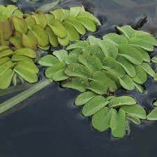 030103q7-7501-225x225.jpg