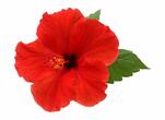 White Hibiscus Flower Png - Hibiscus Flower Transparent Background is a free transparent png image. Search and find mor… | Hibiscus flowers, White hibiscus, Flowers