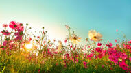 03010hng-bdb9-480x270.jpg