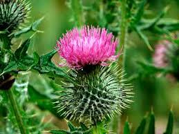 Scottish Thistle