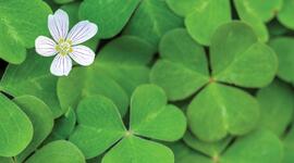 How To Grow Shamrocks: Tips and Care - Farmers' Almanac