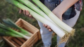 How to Plant, Grow, and Care For Leeks in Your Garden