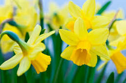 bright-starred daffodil | WordReference Forums