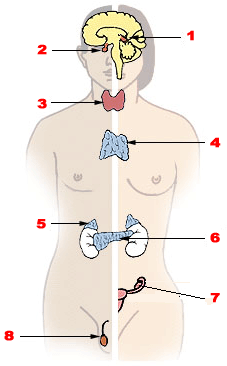 03010n0z-f00e-227x366.png