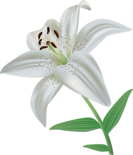 03010rg5-800f-262x306.png