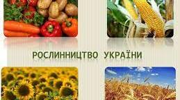 Презентація "Сільське господарство України. Рослинництво" (9 клас)
