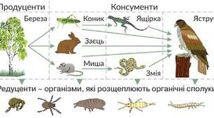 Типи зв'язків між популяціями різних видів в екосистемах