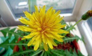 Кульбаба японська (Taraxacum japonicum). Кульбаба японська (Taraxacum japonicum).