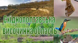 Презентація на тему "Східнополтавська  височинна область"