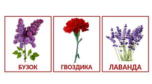 Розвиваючі картки Домана "Квіти"